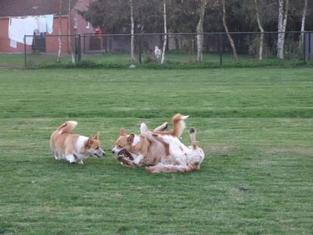 Mini Hundehotel Kynostaete-Pemrot.